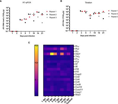 Japanese Encephalitis Virus Persistence in Porcine Tonsils Is Associated With a Weak Induction of the Innate Immune Response, an Absence of IFNγ mRNA Expression, and a Decreased Frequency of CD4+CD8+ Double-Positive T Cells